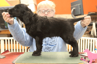 Kistryl Holly And The Ivy